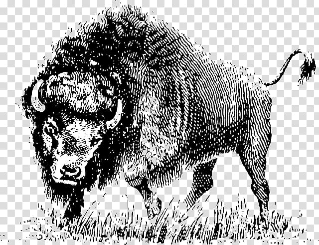 Drawing , Buffalo animal transparent background PNG clipart