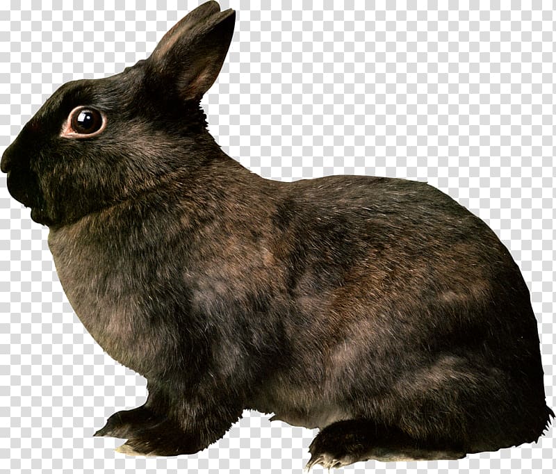 Rodent Hare Rat Rabbit Cat, Black rabbit transparent background PNG clipart