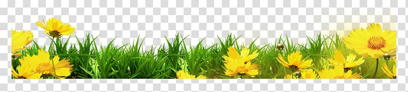 yellow flowers, Template , Yellow floral grass bottom border transparent background PNG clipart
