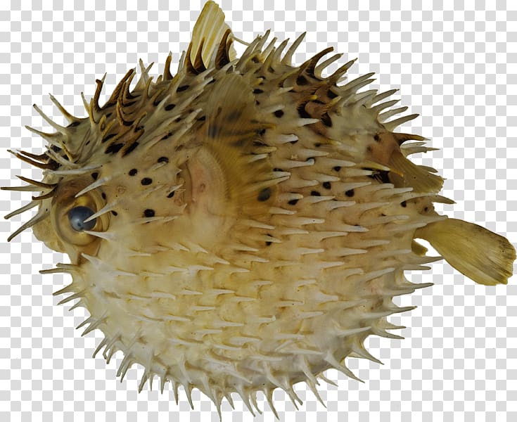 Pufferfish Long-spine porcupinefish Fugu Spot-fin porcupinefish, Puffer Fish transparent background PNG clipart