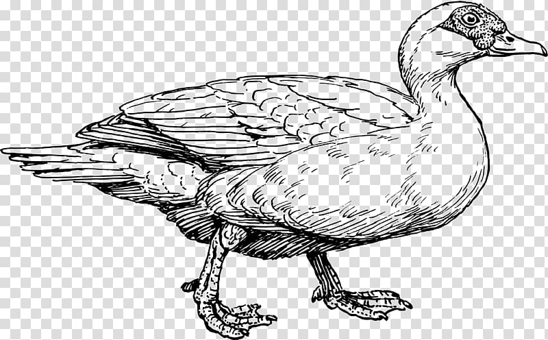 Muscovy duck American Pekin Mallard Drawing, duck transparent background PNG clipart