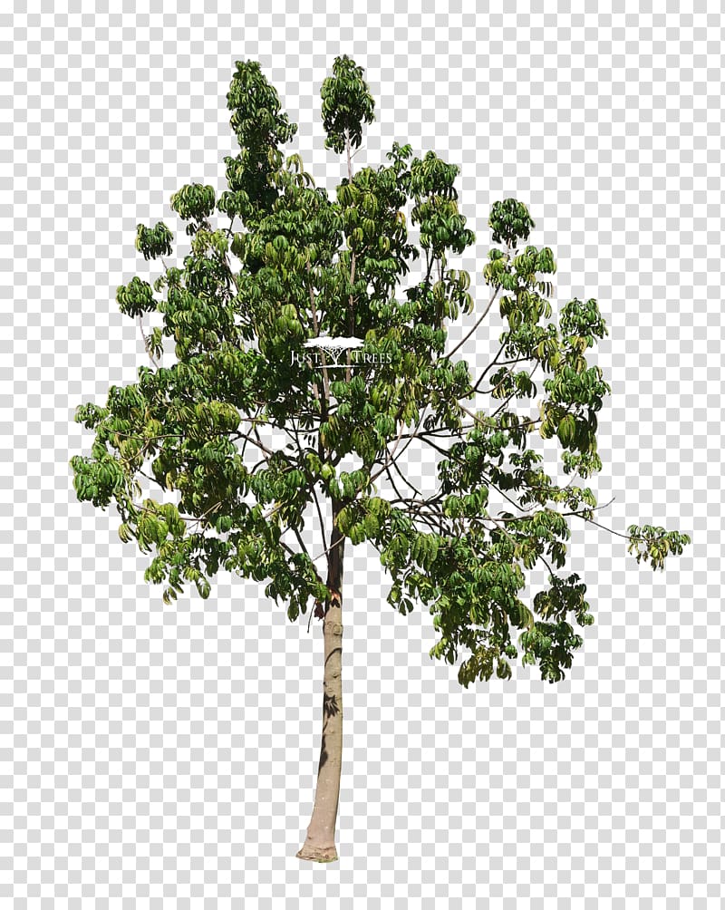 Trichilia emetica Twig Tree Landscape architect, deciduous specimens transparent background PNG clipart