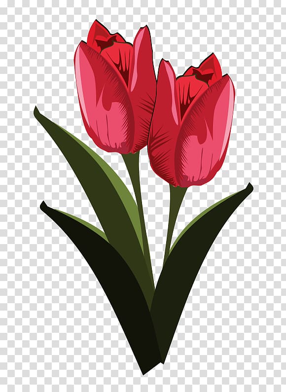 Tulip Flower , tulips transparent background PNG clipart