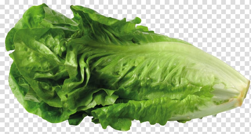 Butterhead lettuce Greek salad , Lettuce transparent background PNG clipart