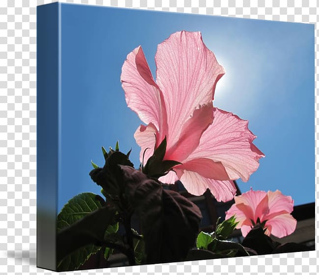 Hoʻoponopono Death Family Father, pink Hibiscus transparent background PNG clipart