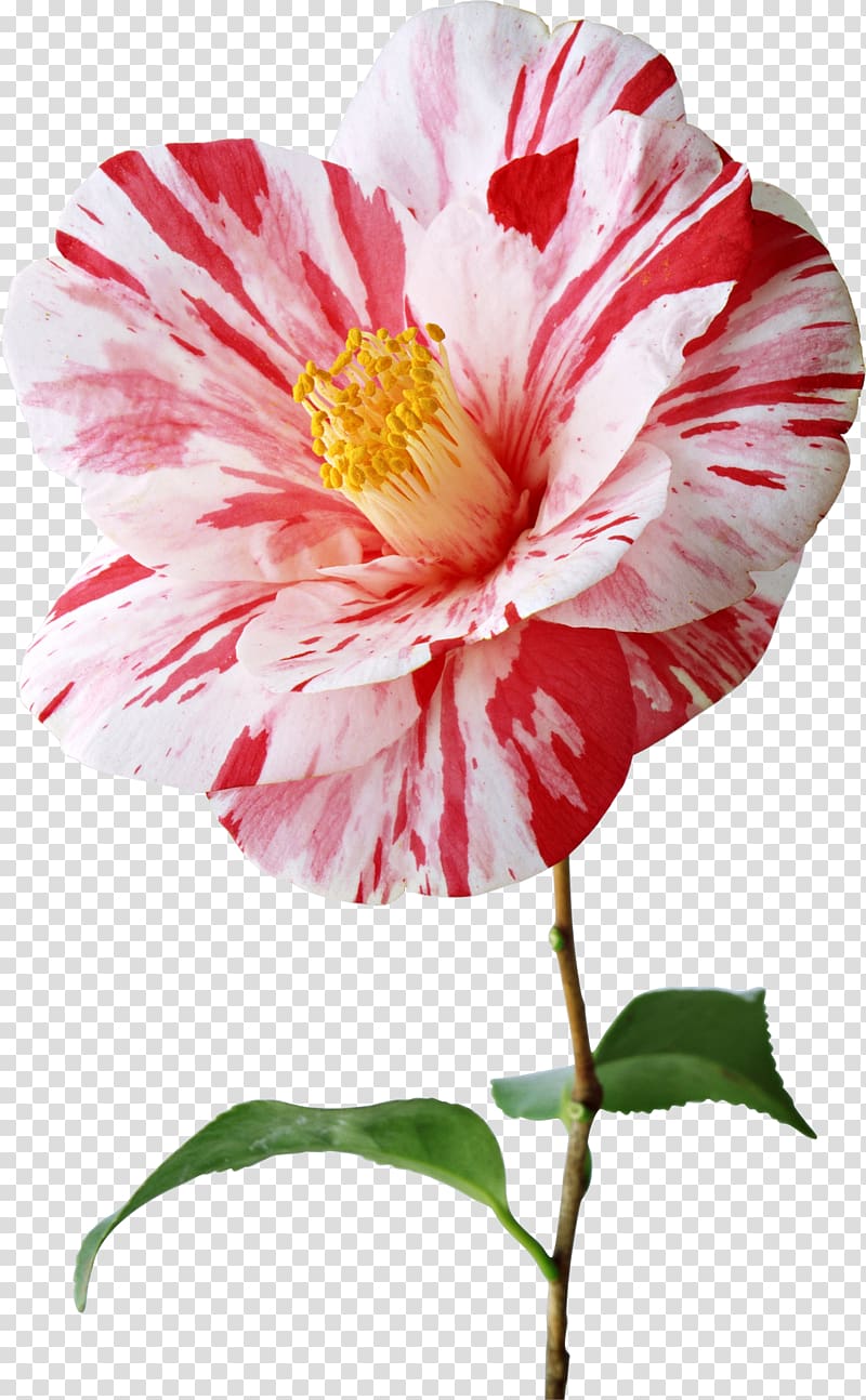 Japanese camellia Flower STV, Flowers transparent background PNG clipart