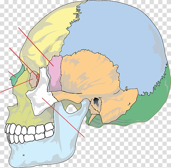 Skull Bone Anatomy Human skeleton Neurocranium, cranial skeleton head transparent background PNG clipart