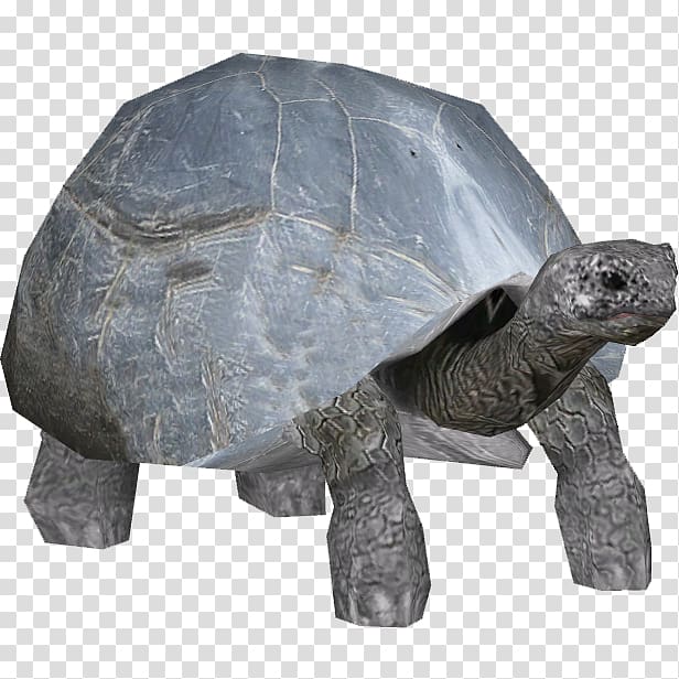 Turtle Aldabra giant tortoise Reptile, turtle transparent background PNG clipart