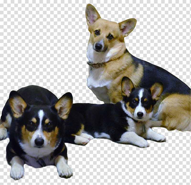 Cardigan Welsh Corgi Pembroke Welsh Corgi Puppy Italian Greyhound Companion dog, corgi transparent background PNG clipart