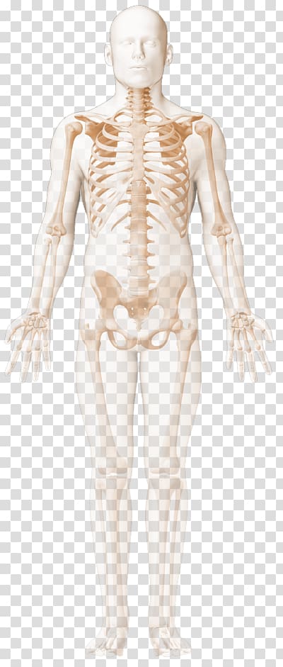 Hip Rectus abdominis muscle Human body Human leg, Skeleton transparent background PNG clipart