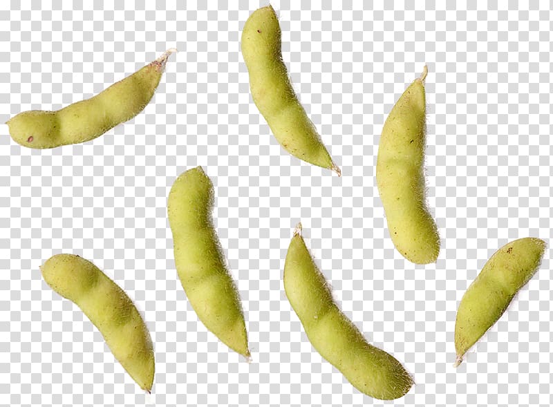 Broad bean Fruit, Edamame transparent background PNG clipart