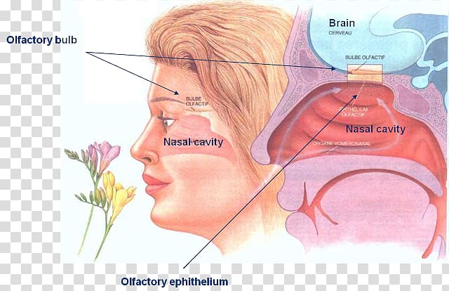 Olfaction Odor Sense Sensation Olfactory epithelium, nose transparent background PNG clipart