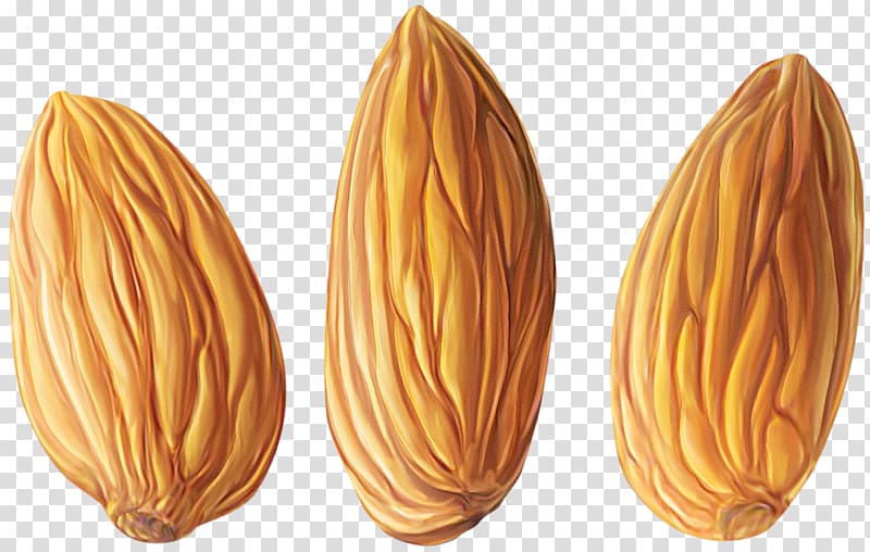 Almond Nut , Almond transparent background PNG clipart