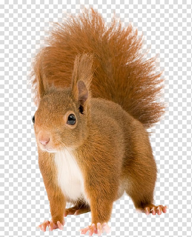 Red squirrel Tree squirrel Eastern gray squirrel Fox squirrel, sky squirrel transparent background PNG clipart