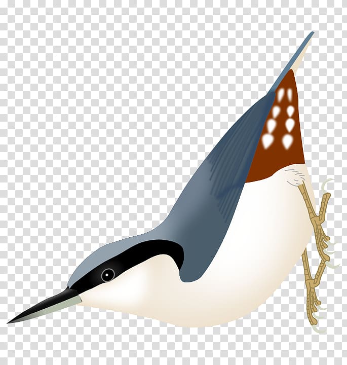 Bird Eurasian nuthatch Passerine Beak, Bird transparent background PNG clipart