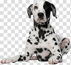 black and white dalmatian illustration, Dalmatian Dog transparent background PNG clipart