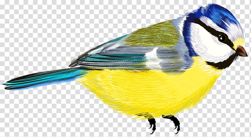 multicolored bird , Bird , Bird transparent background PNG clipart