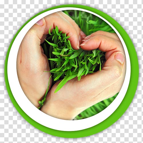 Sizdah Be-dar Nature Dietary supplement Sabze 13 حمل, gazon transparent background PNG clipart