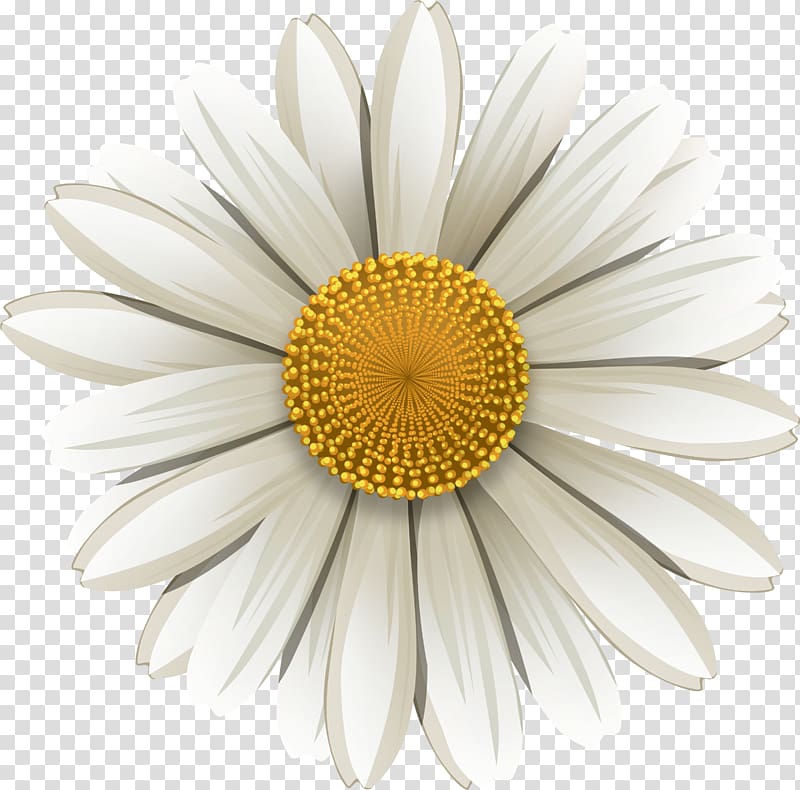 German chamomile Flower, chamomile transparent background PNG clipart