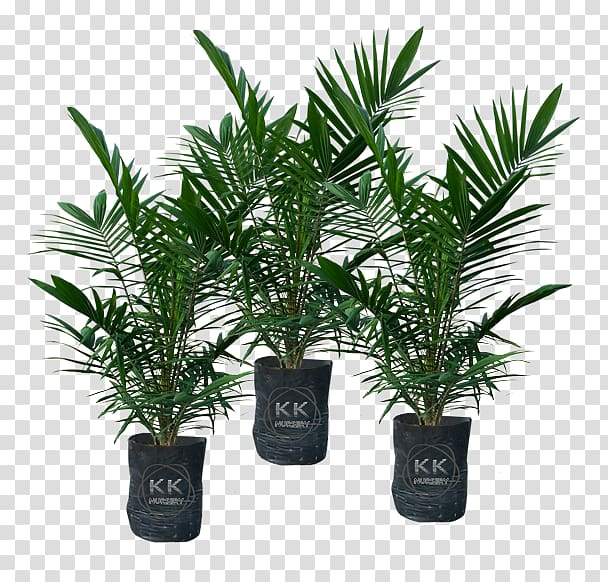Date palm Flowerpot Houseplant Evergreen Shrub, Palm Kernel transparent background PNG clipart