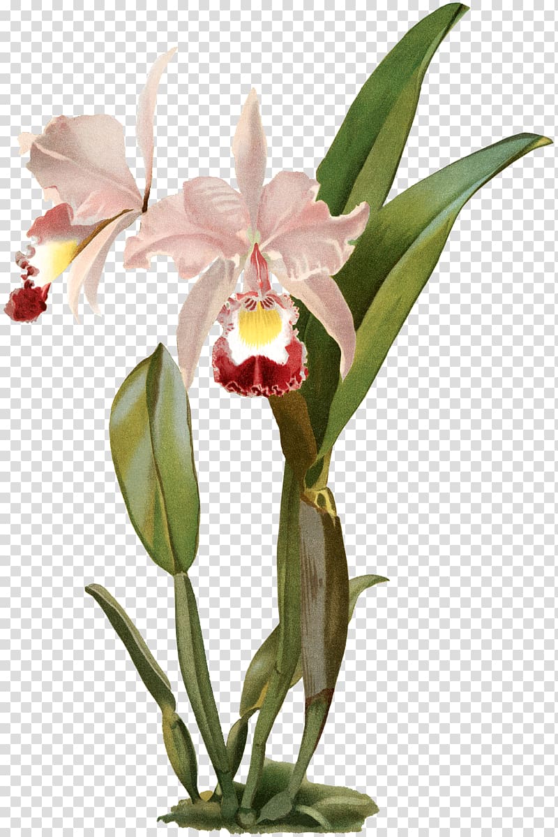 Crimson Cattleya Christmas orchid Moth orchids Cattleya percivaliana, Blue Orchid Branch transparent background PNG clipart