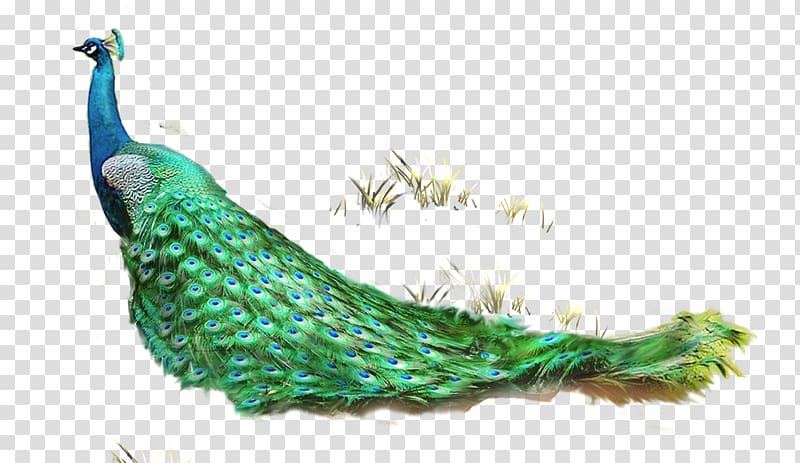 Feather Asiatic peafowl Computer file, Pretty Peacock and grass transparent background PNG clipart