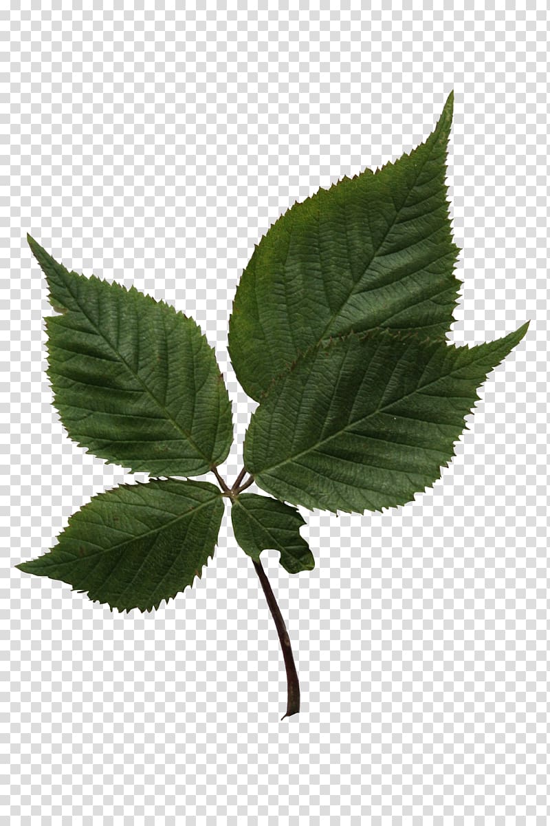 Leaf Tree Birch Plant stem, Leaf transparent background PNG clipart