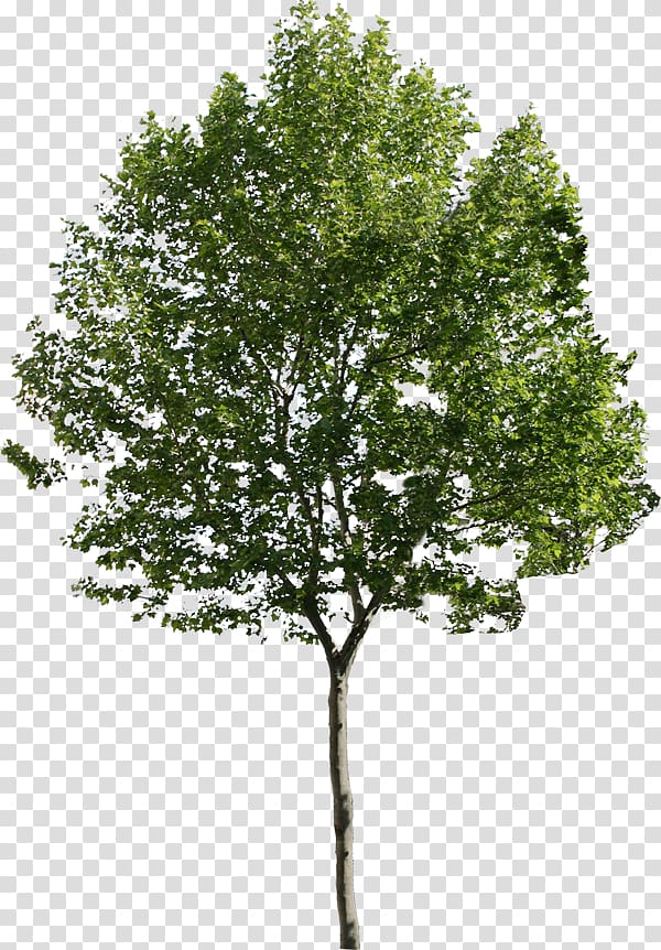 Tree Architecture , pine tree transparent background PNG clipart