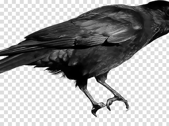 Portable Network Graphics Crow Transparency , crow transparent background PNG clipart