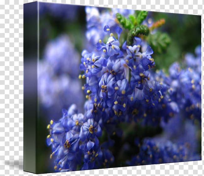 English lavender Larkspur Catnips, Blueberries watercolor transparent background PNG clipart