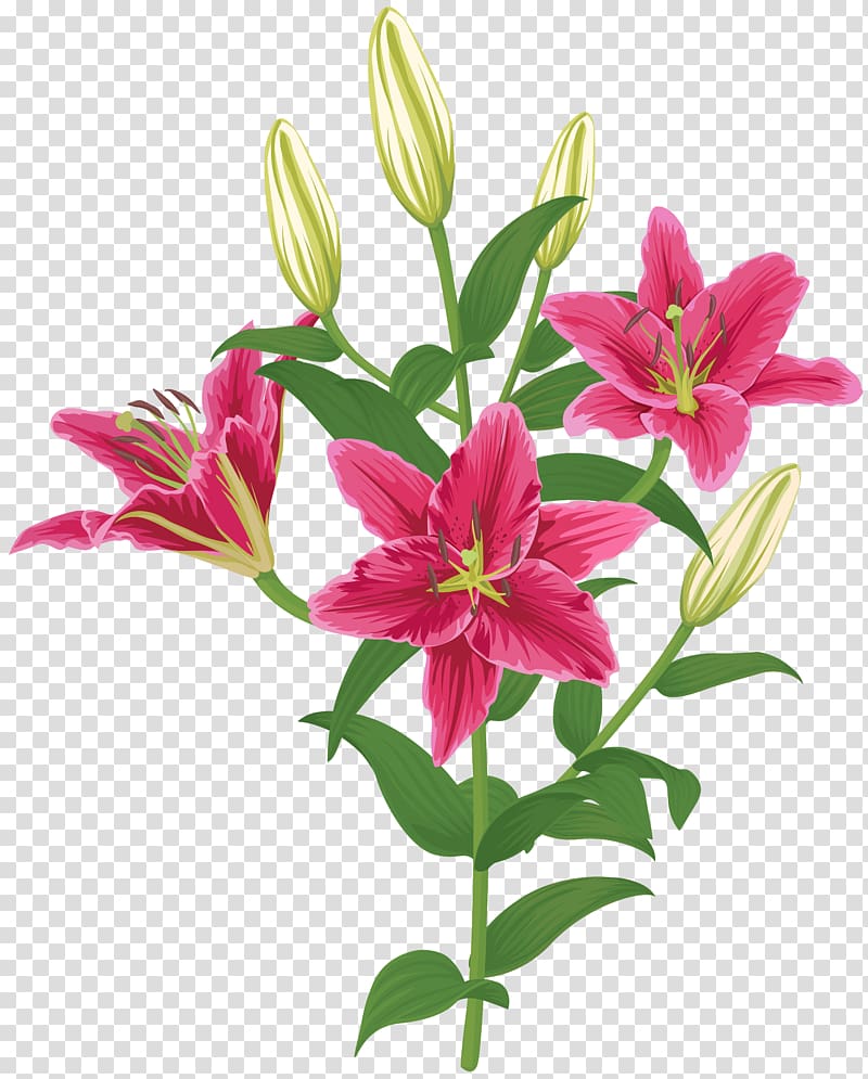 Lily Lilium Female Liliaceae Flower, Lilium Flower transparent background PNG clipart