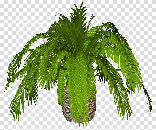 Flowerpot Date palm Ornamental plant Arecaceae, date palm transparent background PNG clipart