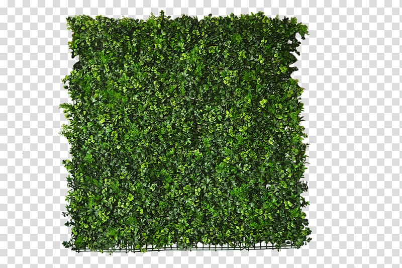 Follaje Rainforest Ivy Garden Meter, fake grass transparent background PNG clipart