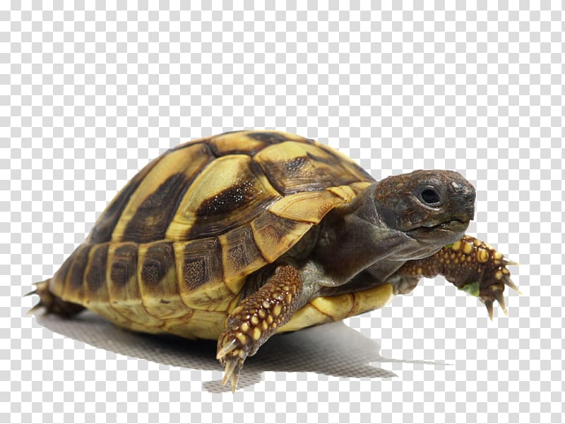 brown and black turtle, Box turtle Crocodiles Tortoise Chinese pond turtle, Turtle crawling transparent background PNG clipart