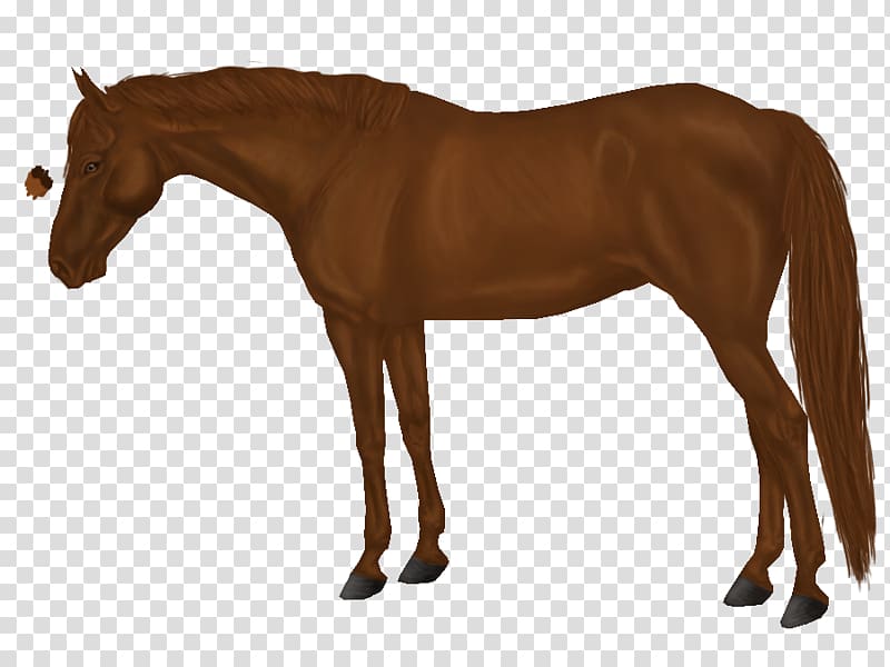 Arabian horse Mane Mustang Stallion Foal, chestnut transparent background PNG clipart