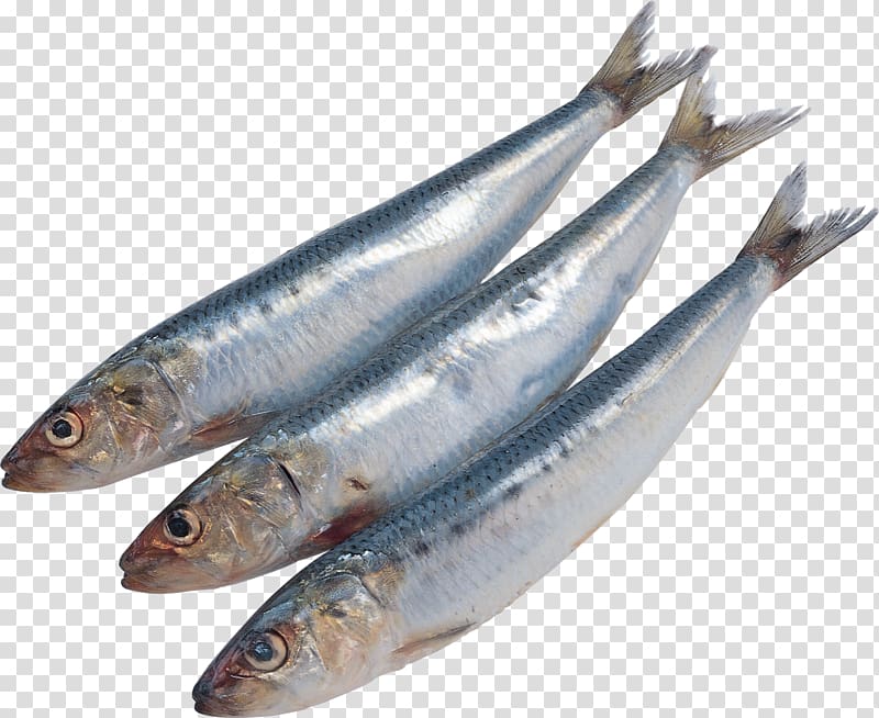 Sardine Pacific saury Fish Kipper Soused herring, all kinds of fish transparent background PNG clipart