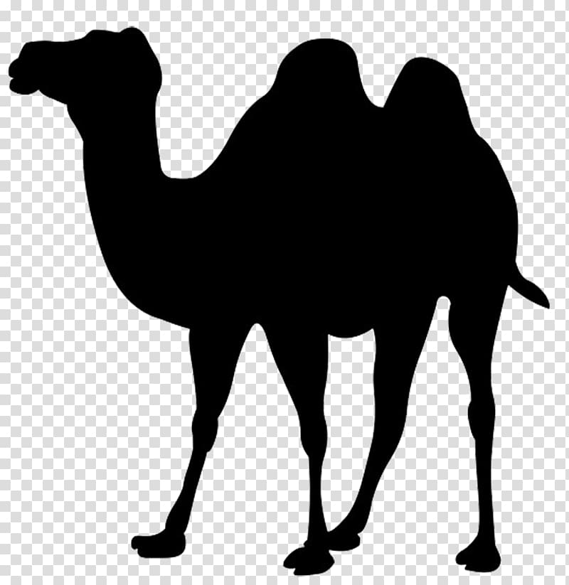 Dromedary Bactrian camel Icon, Camel transparent background PNG clipart