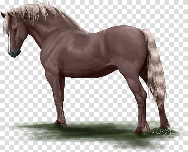 Mane Mustang Stallion Mare Rein, Lories And Lorikeets transparent background PNG clipart