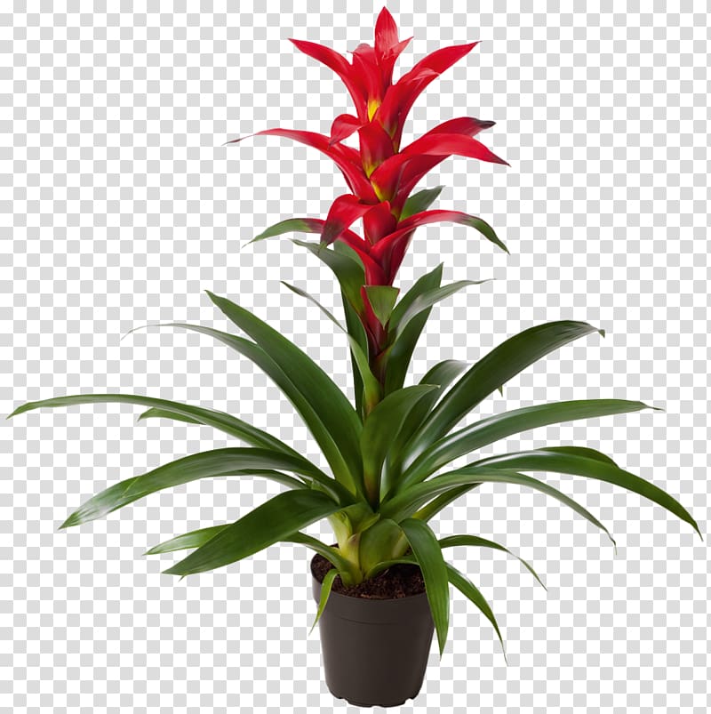 Vriesea Guzmania lingulata Aechmea Jade plant, orchid transparent background PNG clipart