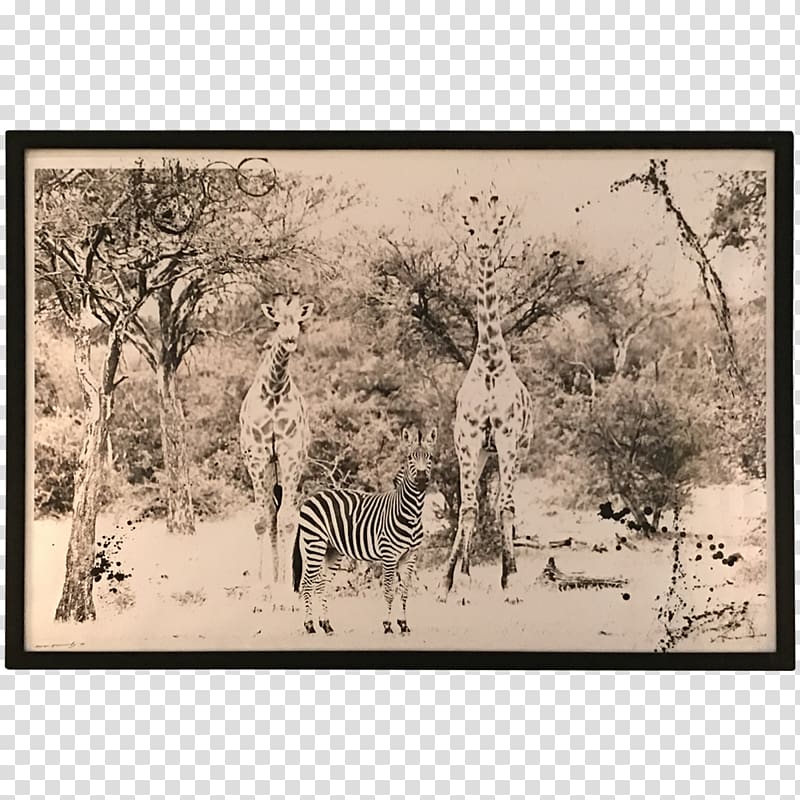 Giraffe Ecosystem Fauna Savanna Frames, african landscape transparent background PNG clipart