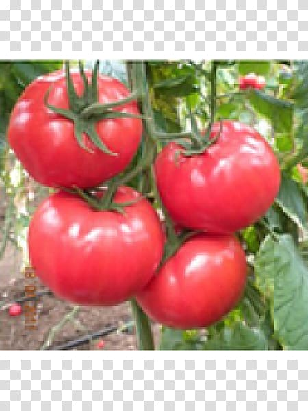 Seed Tomato Tohum (Kod: 15) Fruit Price, tomato transparent background PNG clipart