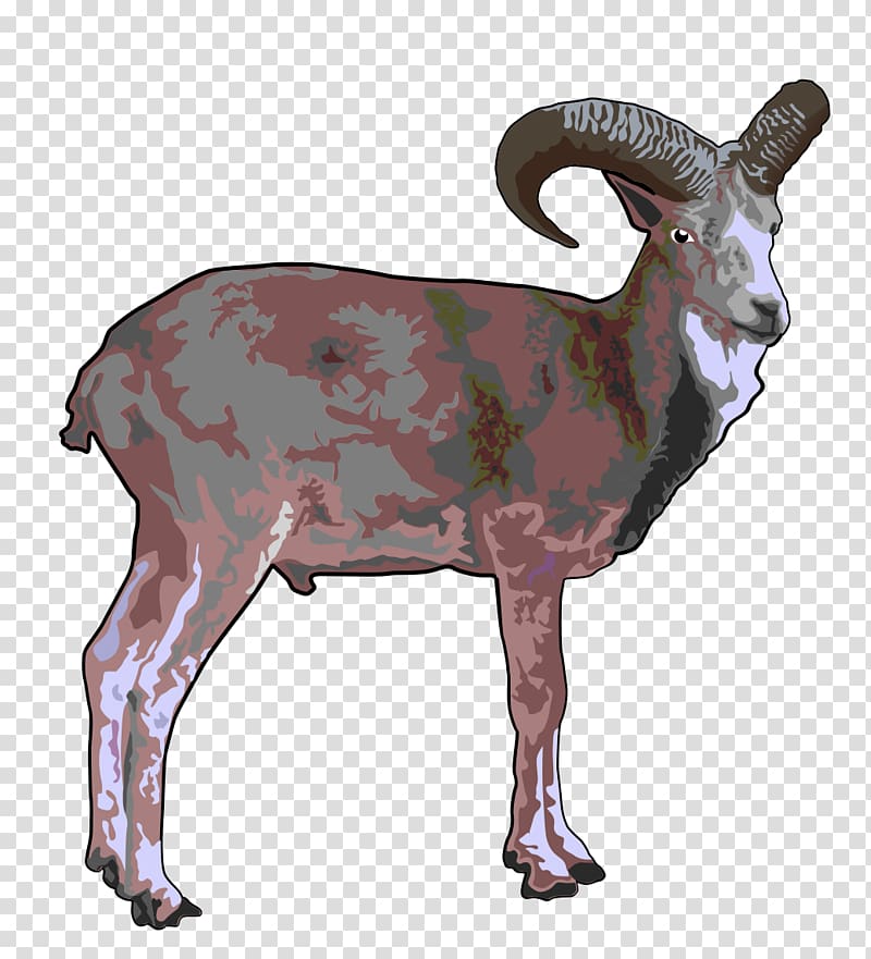 Sheep Argali Goat Urial , sheep transparent background PNG clipart