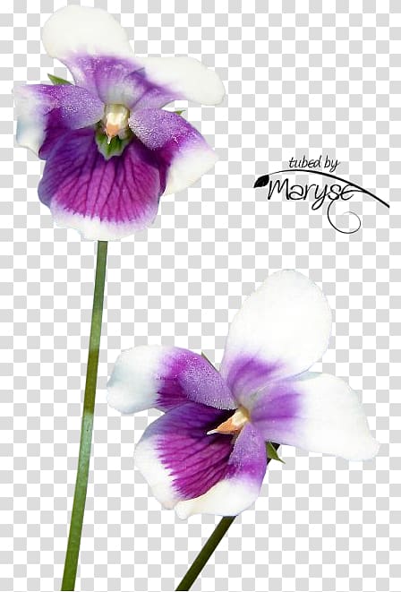 Flower Newton\'s Yarn Country Violet graph, Australian native transparent background PNG clipart