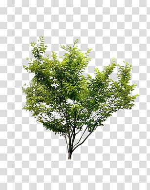 plants trees shrubs transparent background PNG clipart