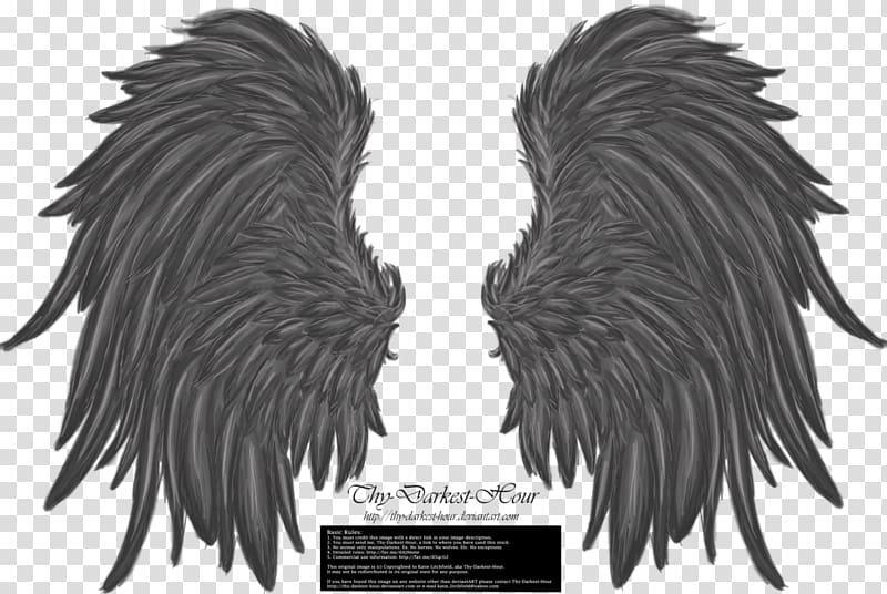 Wings, wings transparent background PNG clipart | HiClipart