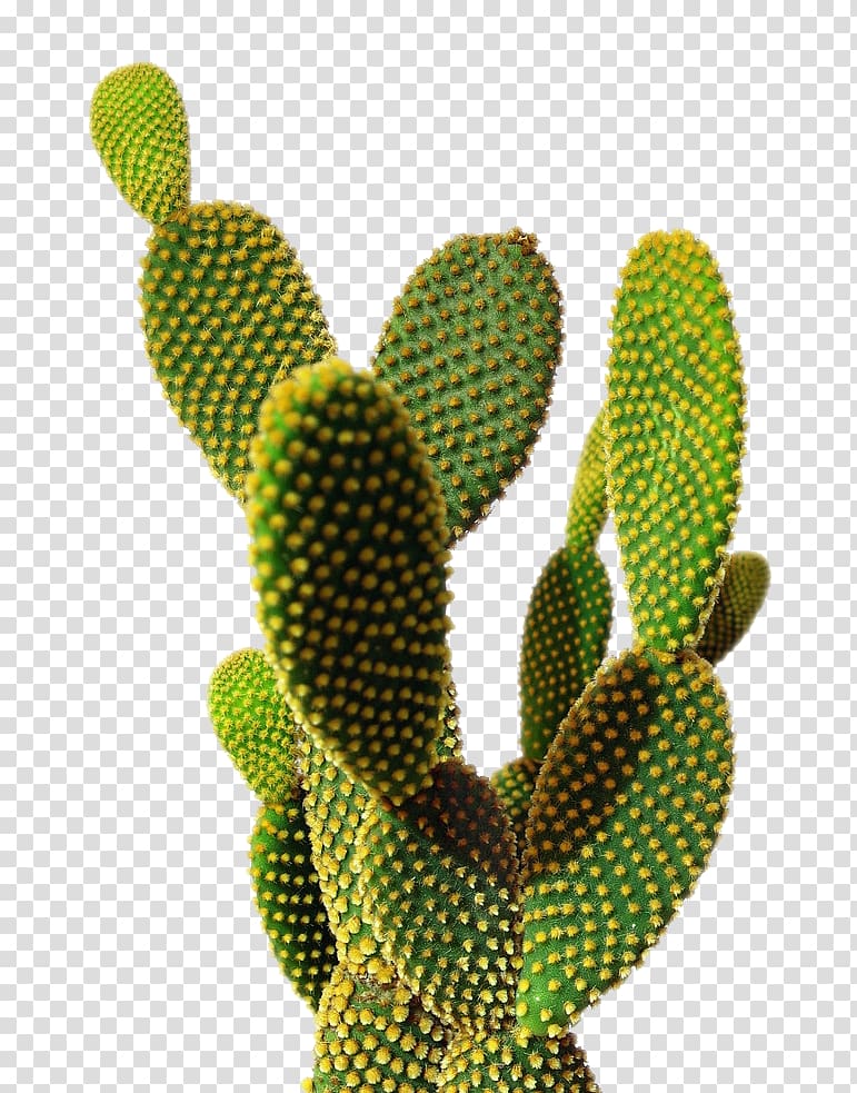 Cactaceae Saguaro Succulent plant San Pedro Cactus, purple flowers hq transparent background PNG clipart