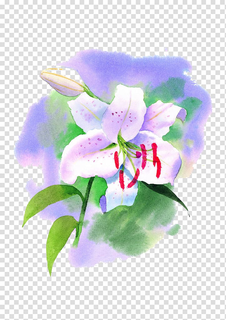 Lilium Flower Water lily Watercolor painting, lily transparent background PNG clipart