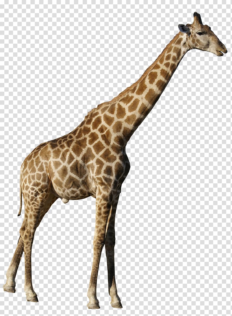 Northern giraffe , giraffe transparent background PNG clipart