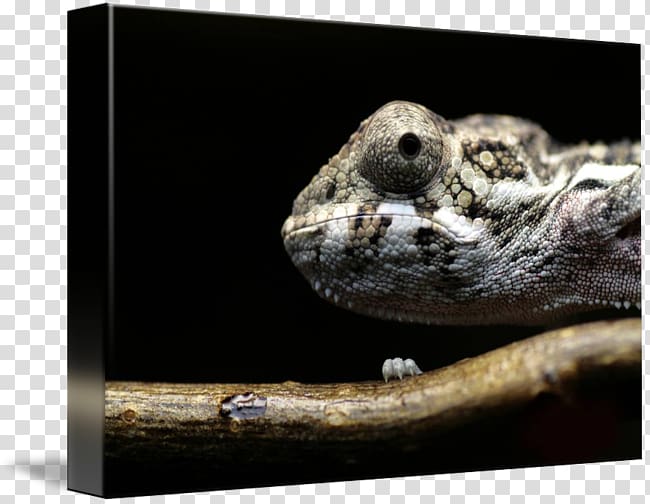 Scaled reptiles Amphibian Fauna Snout, Panther Chameleon transparent background PNG clipart