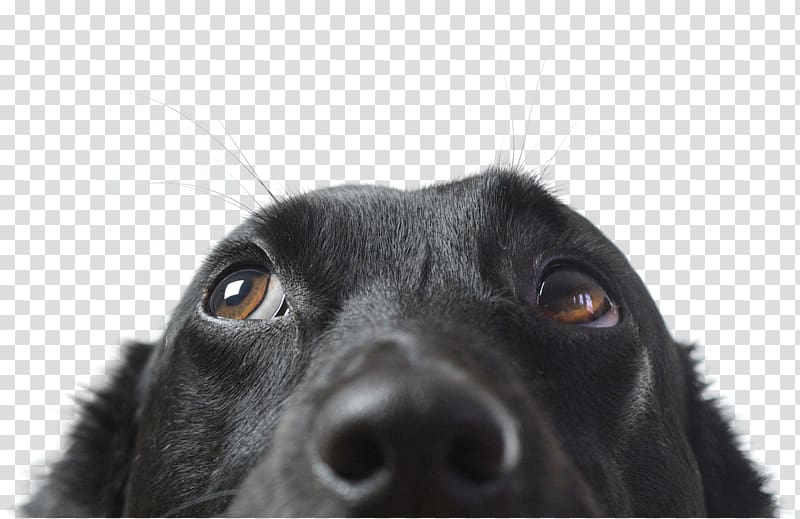 Dog Veterinarian Pet insurance , Black Lab Puppies transparent background PNG clipart
